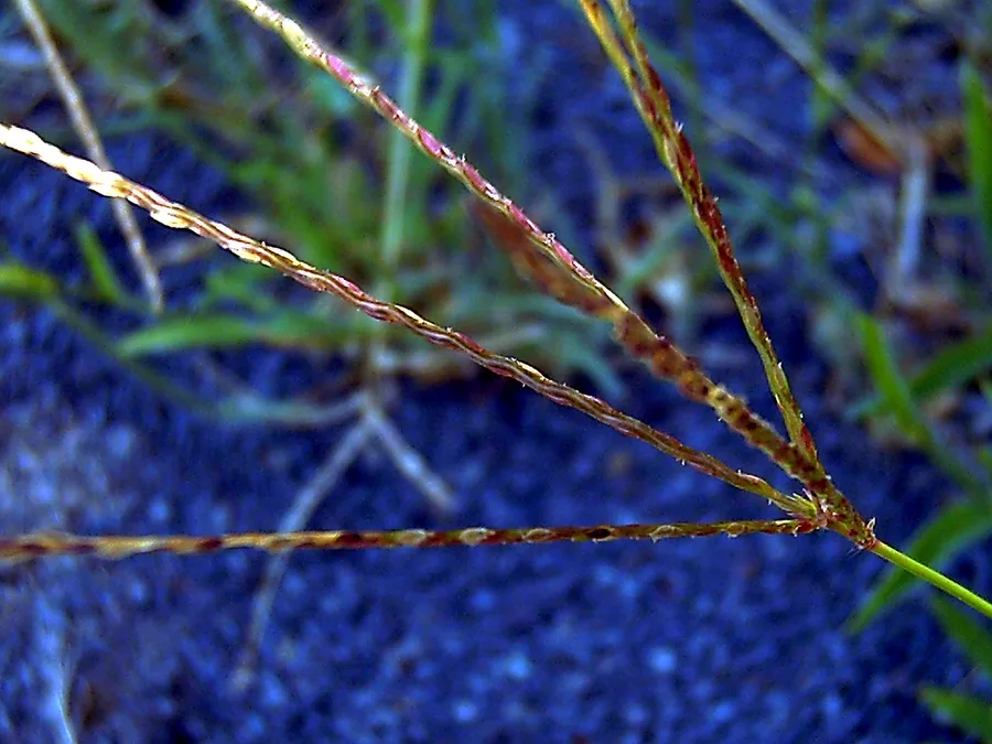 Close-up of durva grass (Cynodon dactylon) blades, the sacred grass offered to Ganesha in worship.