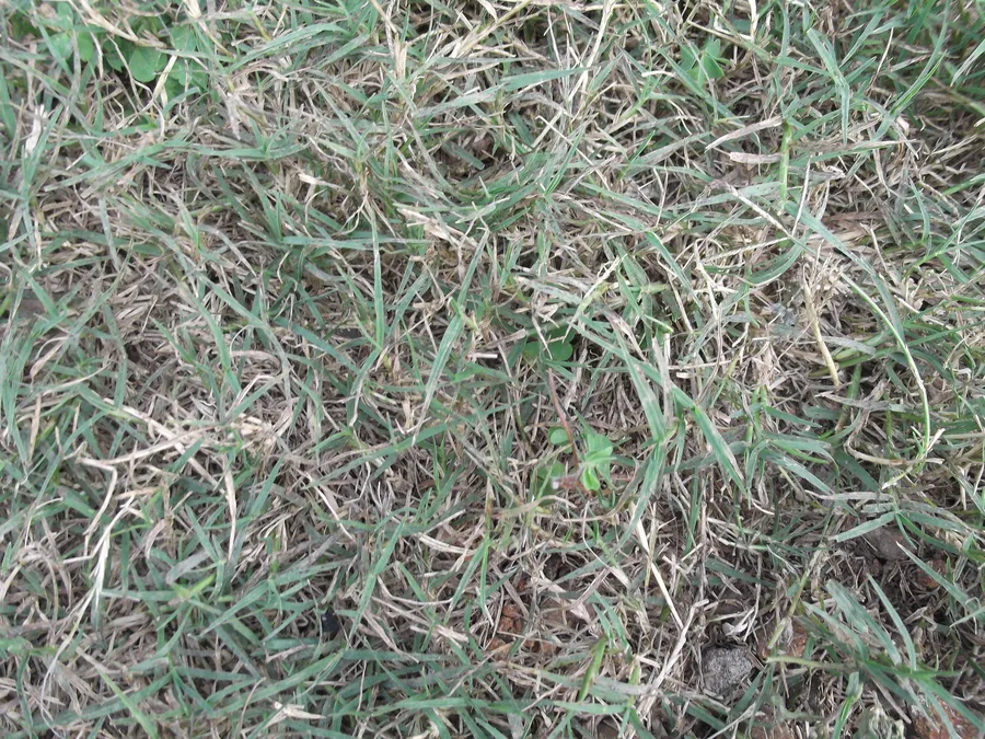 A close-up of durva grass blades growing in a lawn.